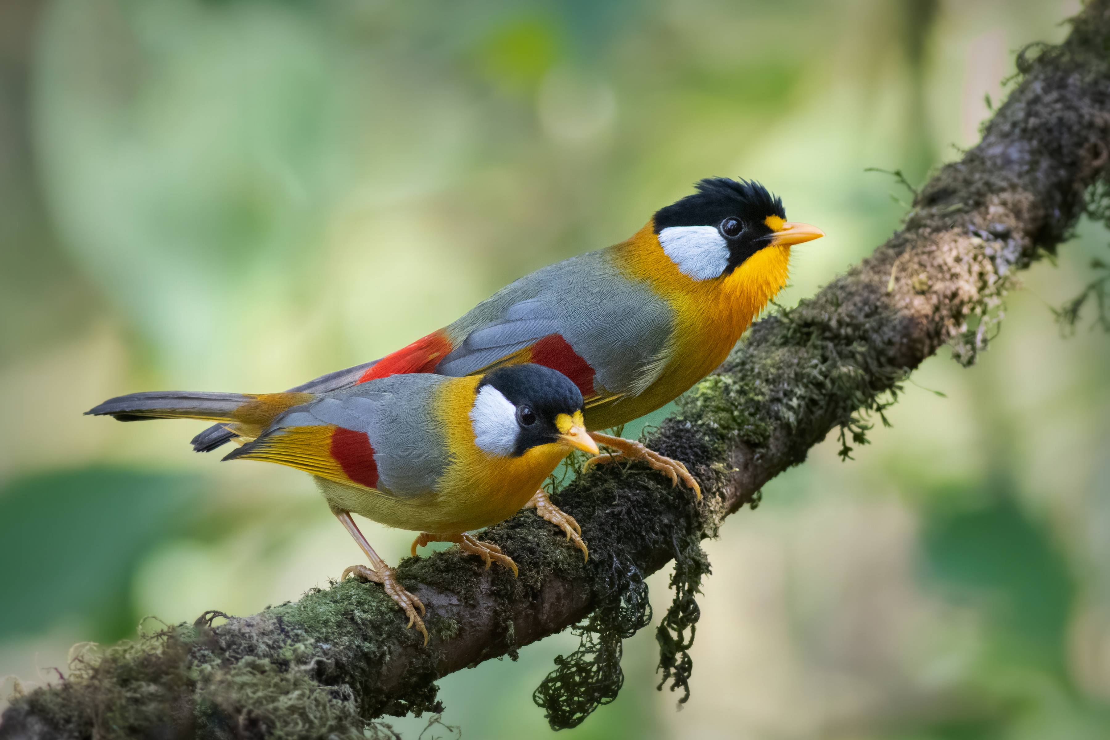 Wildlife Photography Expedition