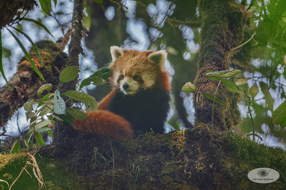 The Fire Cat Expedition: Singalila National Park