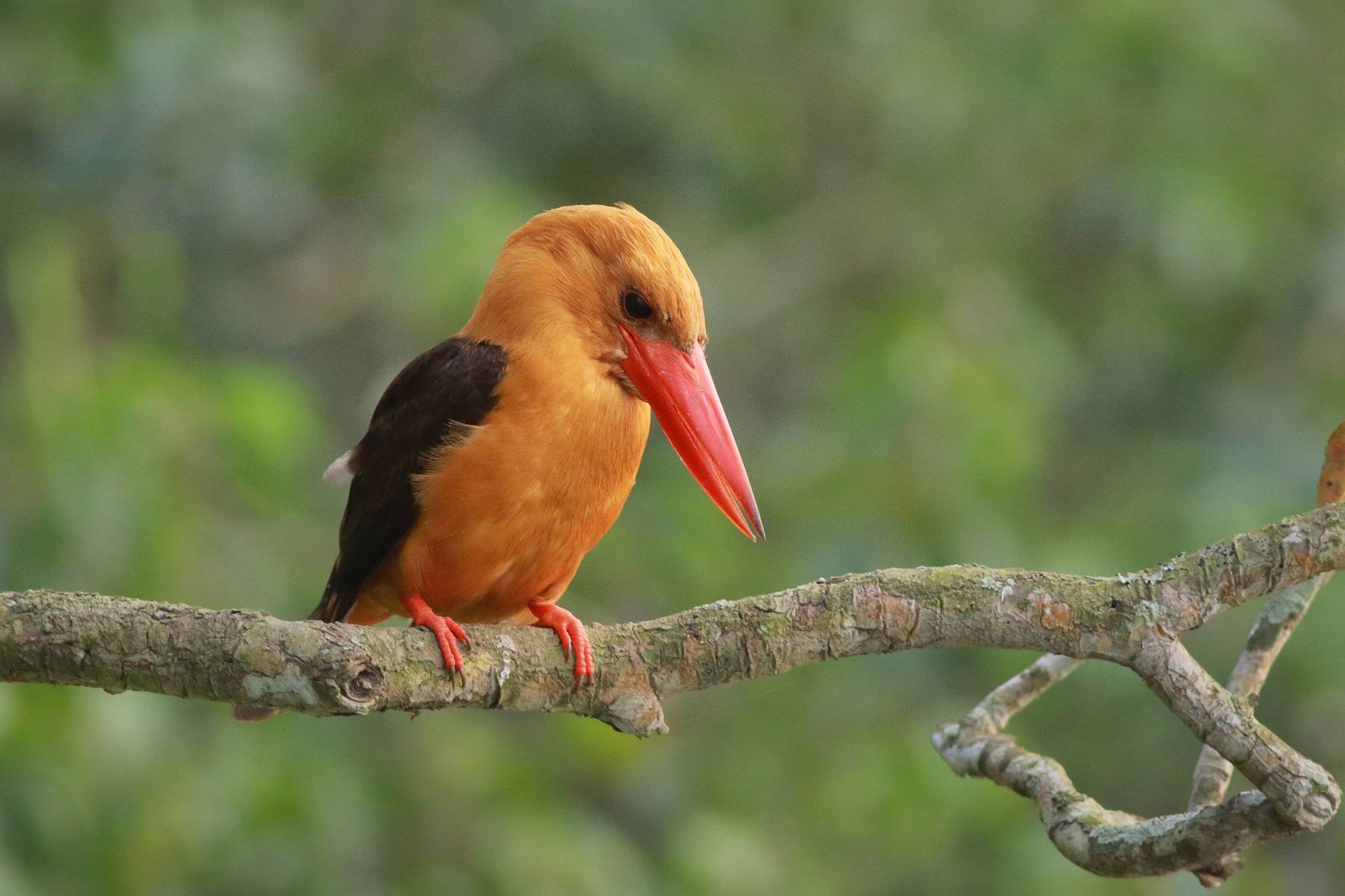 Sundarban National Park - 2 Nights - 3 Days