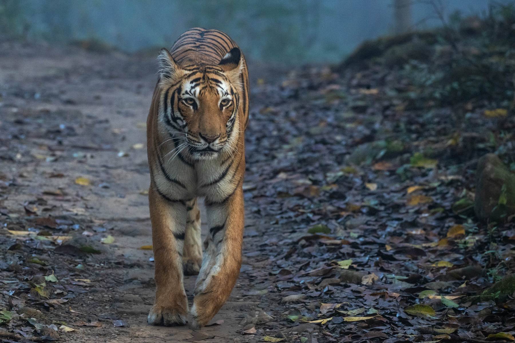 Jim Corbett National Park - 3 Nights 4 Days